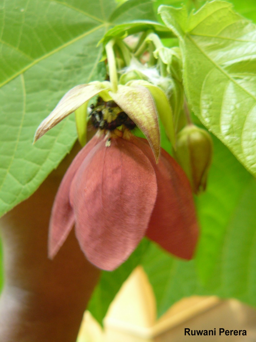 Abroma augustum (L.) L.f.